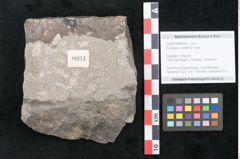 Foto (Objekt + Etikett) von Eucalyptus oceanica Unger (NHMW-GEO-2024-0188-8034)